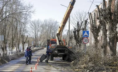 Кронирование деревьев: фото в высоком разрешении