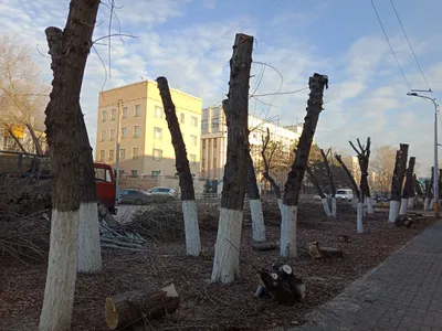 Фото Кронирование деревьев: скачивание бесплатно и в хорошем качестве