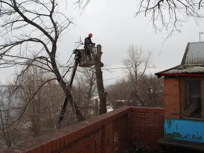 Оживление природы: фото кронированных деревьев во всей красе