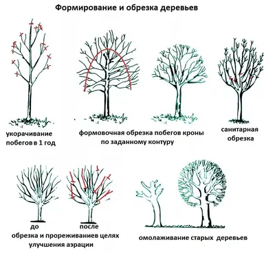 Кронирование деревьев: фотографии с прекрасными листьями