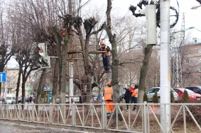 Прическа для зелени: фотографии обрезанных деревьев