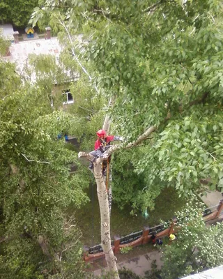 Волшебство природы: фото кронированных деревьев