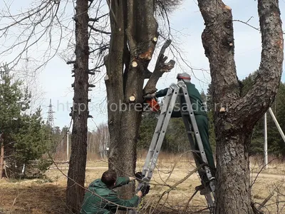 Фото деревьев в хорошем качестве