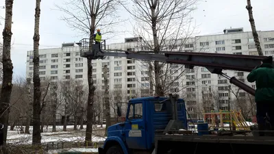 Арт фотография деревьев с эффектом размытия