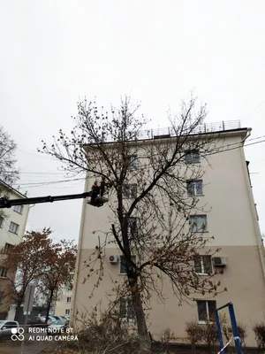 Фото деревьев в webp и gif форматах