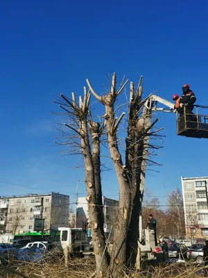 Фотография качественного кронирования деревьев: удивительное преображение