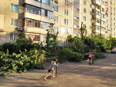 HD фото кронирования деревьев: созерцайте природу с высокой четкостью.