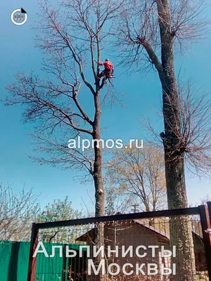 Великолепие обрезанных деревьев: обзор кронирования