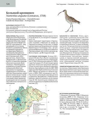 Изображение кроншнепа для оформления сайта