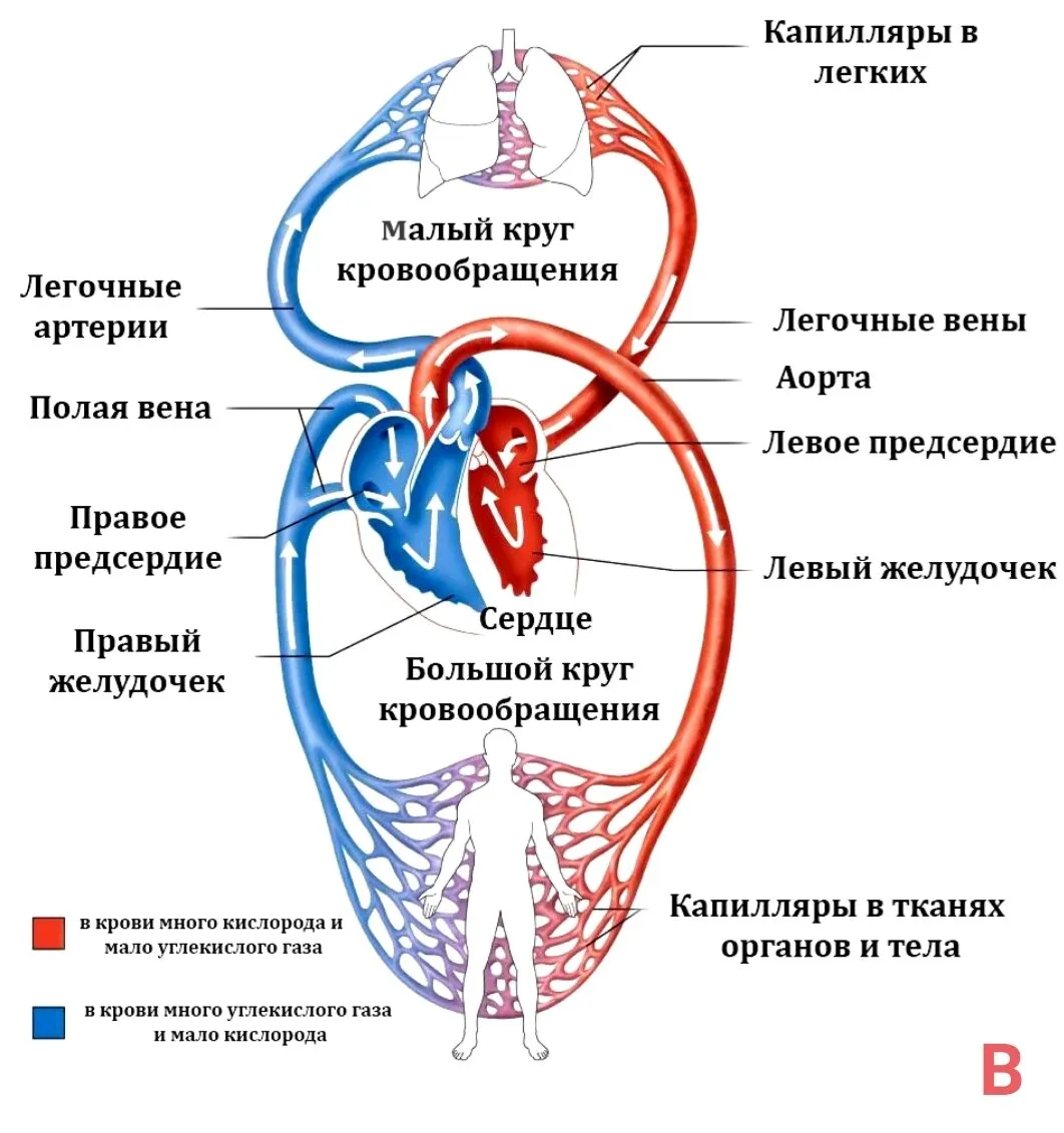 Кровеносная система человека (31 фото)