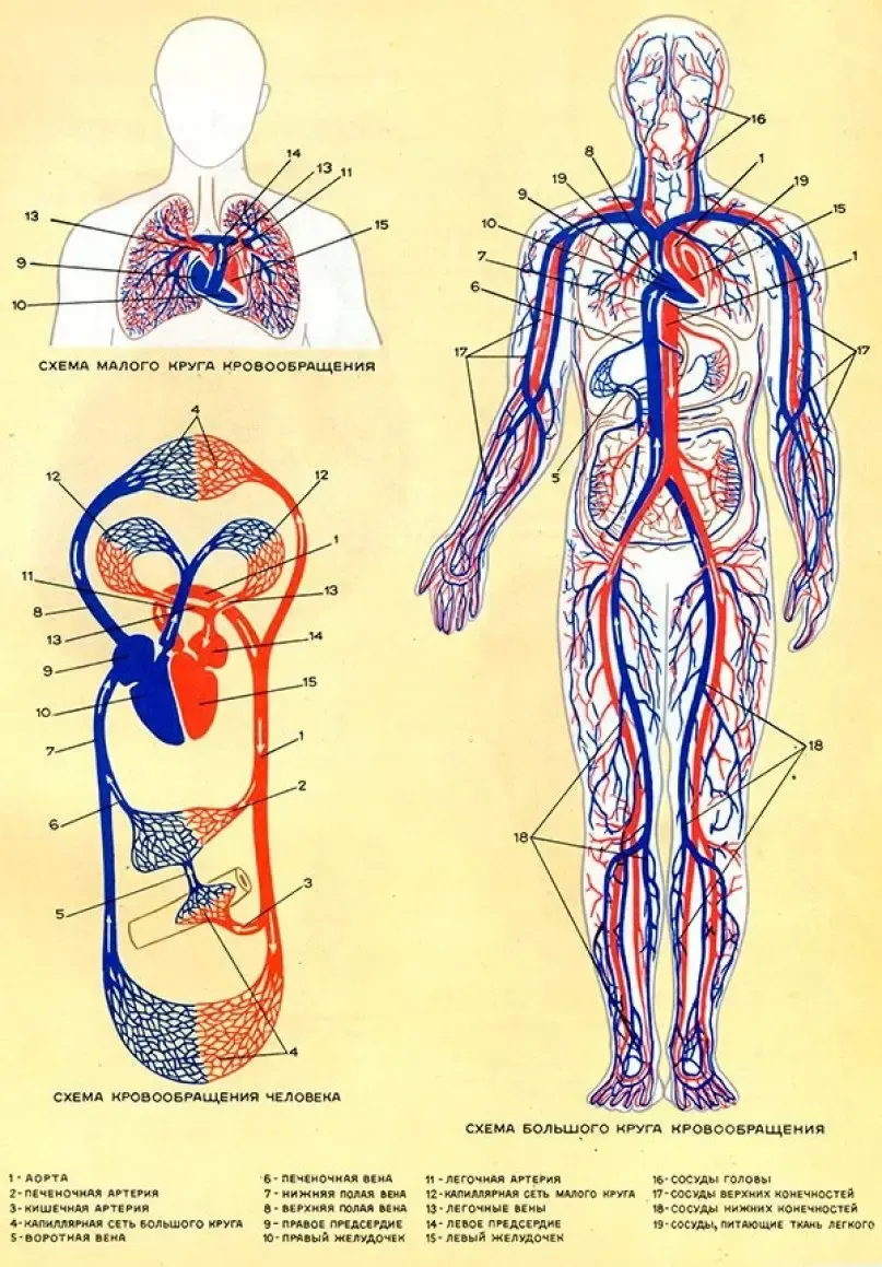 Кровеносные сосуды человека (27 фото)