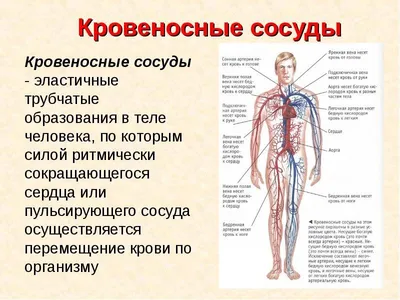 Лучшие изображения кровеносных сосудов: формат по вашему выбору