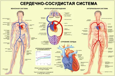 Фотографии кровеносных путей человека в различных форматах