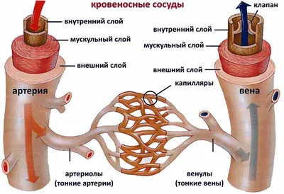 Кровеносные сосуды человека: выбор размера и формата изображения