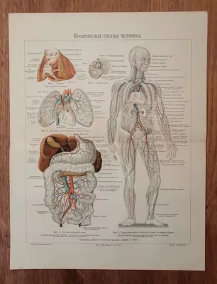 Картины кровеносных сосудов: выберите формат и размер по желанию
