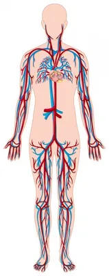 Потрясающие изображения сосудов человека в различных размерах