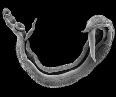 30. Очарование круглых глистов: изображения в формате PNG для максимальной четкости.