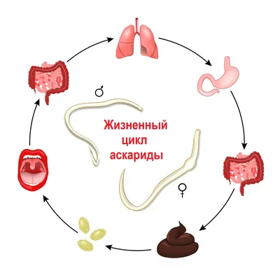 6. Искусство круглых глистов: картинки человеческого организма в WebP.