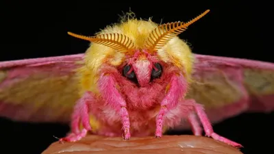 Уникальные изображения крупных ночных бабочек