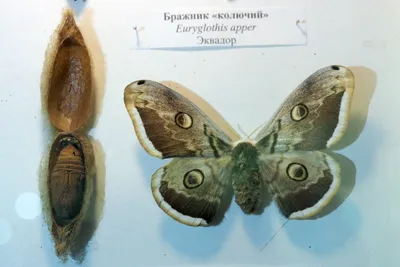 Крупные ночные бабочки: большие и яркие фотографии