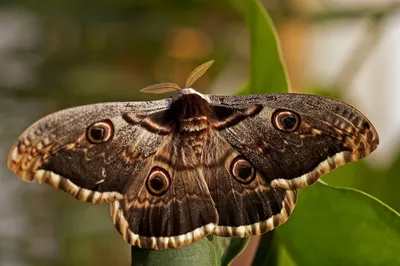 Крупные ночные бабочки: яркие изображения для скачивания