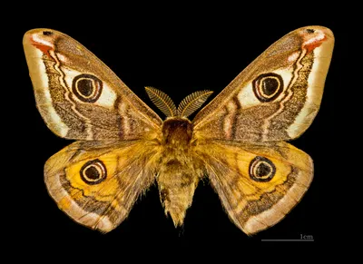 Впечатляющие фото крупных ночных бабочек