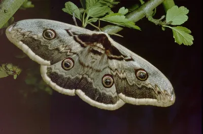 Фото крупных ночных бабочек: выбирайте размер изображения