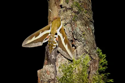 Крупные ночные бабочки: яркие и элегантные фотографии