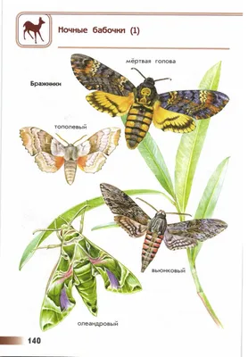 Крупные ночные бабочки: выберите размер изображения