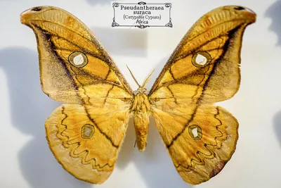 Фотографии крупных ночных бабочек: выбирайте формат для скачивания