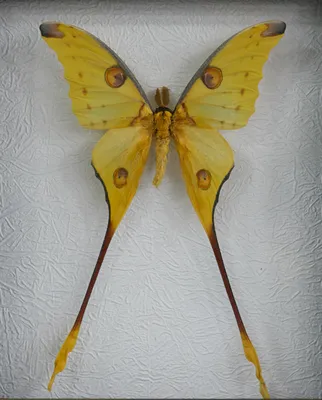 Удивительные фотографии крупных ночных бабочек: выбирайте формат для скачивания