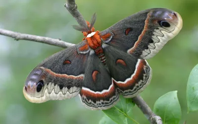 Крупные ночные бабочки: яркие и элегантные изображения в HD качестве