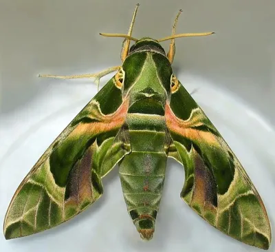 Фото крупных ночных бабочек: скачать картинки разных размеров