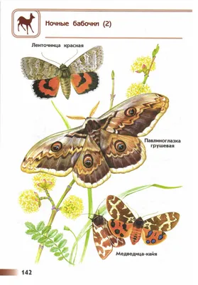 Крупные ночные бабочки: уникальные и яркие фотографии