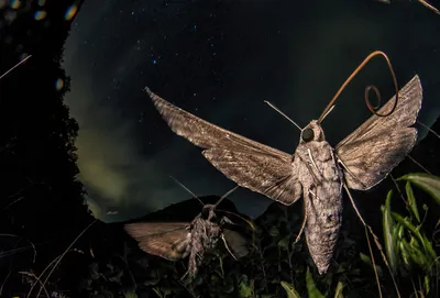 Крупные ночные бабочки: элегантные изображения для скачивания