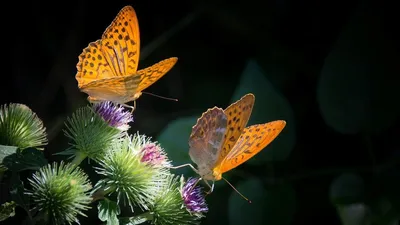 Впечатляющие фото крупных ночных бабочек в HD качестве