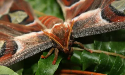 Крупные ночные бабочки: яркие картинки в разных форматах