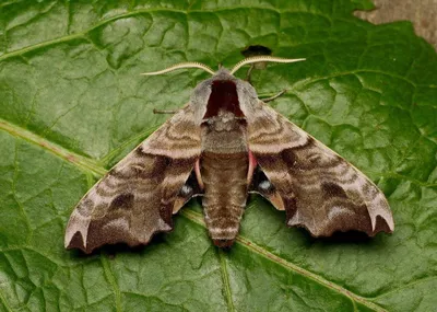 Крупные ночные бабочки: красивые и элегантные изображения