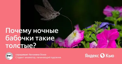 Изображения крупных ночных бабочек: выберите формат для скачивания (JPG, PNG, WebP)