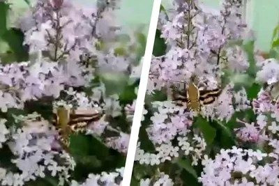 Крупные ночные бабочки: уникальные фотографии в ярких цветах