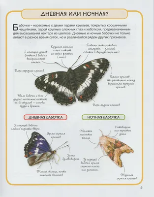 Фото крупных ночных бабочек: скачать изображения с разными размерами и форматами