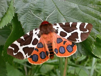 Крупные ночные бабочки: элегантные изображения для скачивания в HD качестве