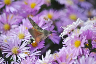Фотографии крупных ночных бабочек: скачать в популярных форматах (JPG, PNG, WebP) с разными размерами и качеством