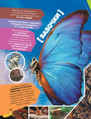 Впечатляющие фото крупных ночных бабочек: выберите формат изображения (JPG, PNG, WebP), размер и качество