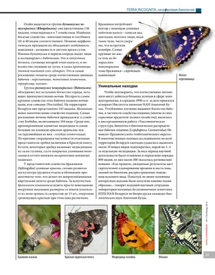 Крупные ночные бабочки: красивые картинки в высоком разрешении и ярких цветах