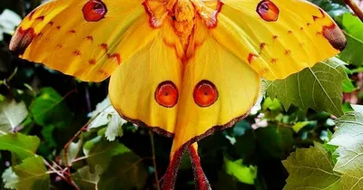 Фотографии крупных ночных бабочек в разных форматах