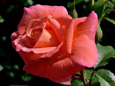 Фотка крупной розы в png формате