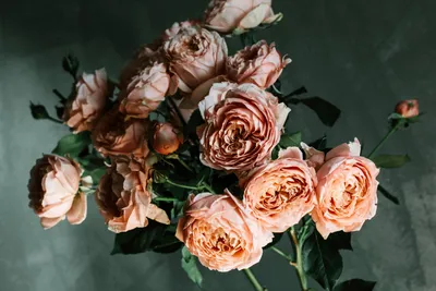 Крупные розы фотографии