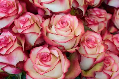 Фото, отображающее красоту крупных роз