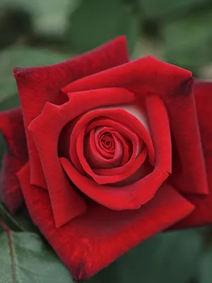 Изысканная картинка крупной розы в png формате